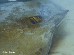 Hemitrygon fluviorum