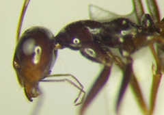Myrmecocystus