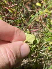 Chenopodium robertianum