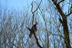 Buteo jamaicensis