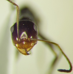 Myrmecocystus