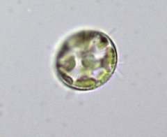 Thalassiosirales