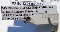 Myrmecocystus