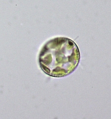Thalassiosirales