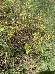Chenopodium robertianum