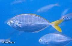 Alepes apercna