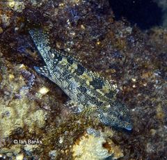 Chironemus marmoratus