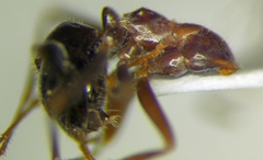 Myrmecocystus