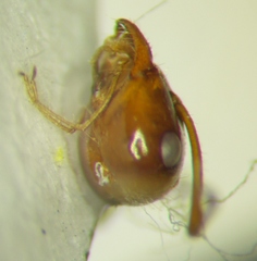 Myrmecocystus