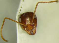 Myrmecocystus
