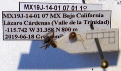 Myrmecocystus