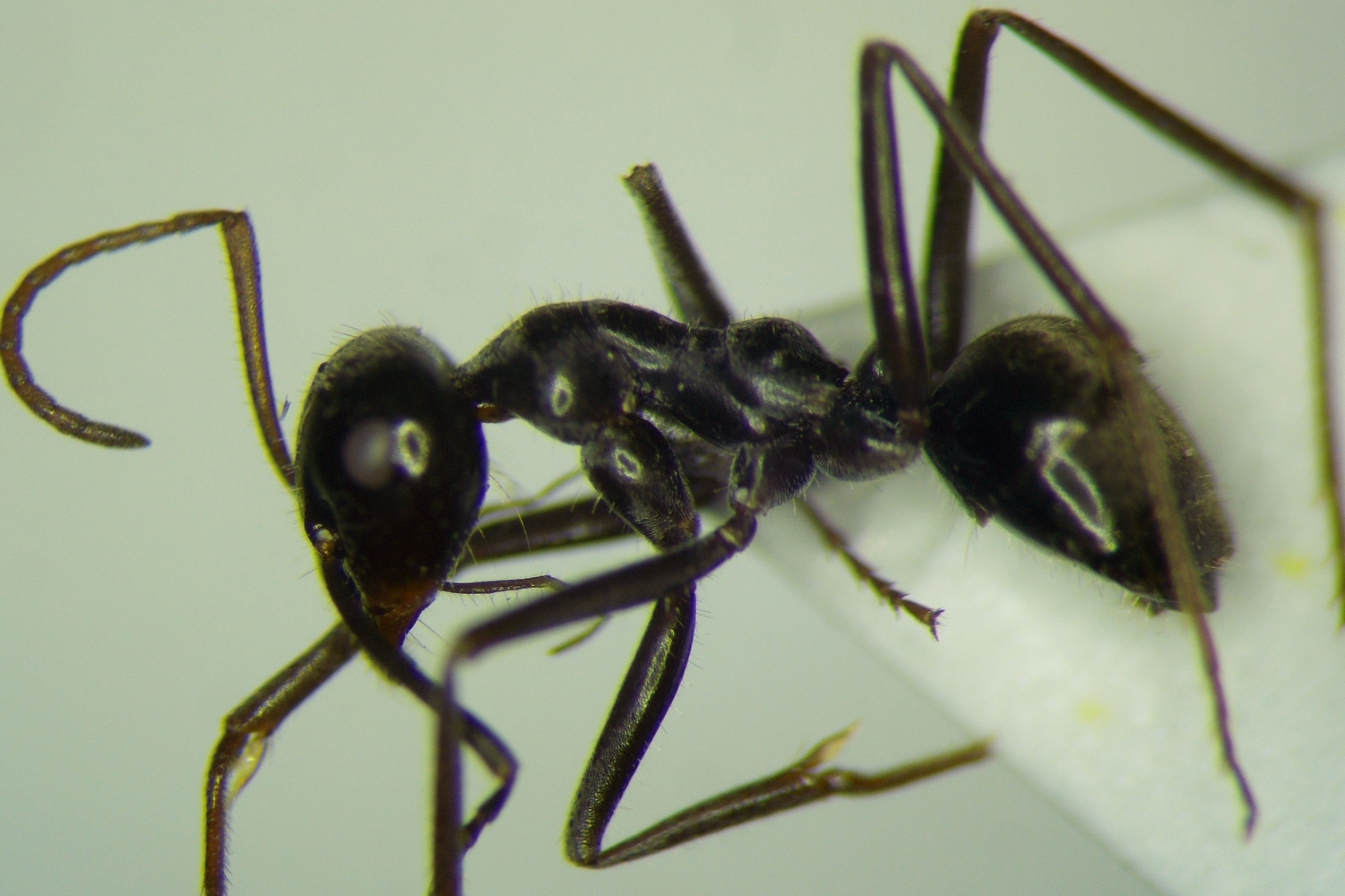 Eremnocystus