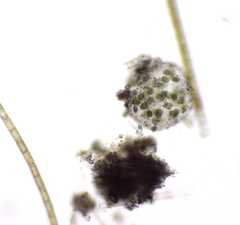 Chlamydomonadales