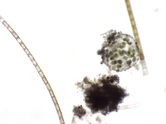 Chlamydomonadales