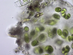 Chlamydomonadales