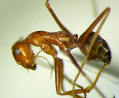 Myrmecocystus
