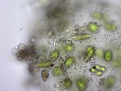 Chlamydomonadales