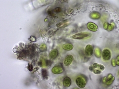 Chlamydomonadales