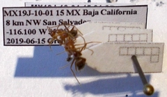 Myrmecocystus