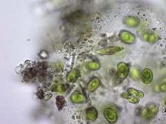 Chlamydomonadales