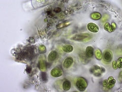 Chlamydomonadales