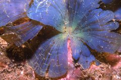 Stypopodium flabelliforme