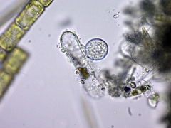 Chytridiomycota