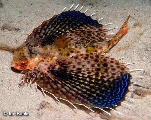 Oriental Flying Gurnard
