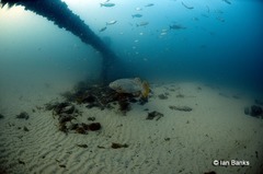 Epinephelus lanceolatus