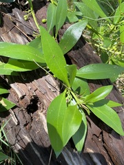 Myoporum acuminatum