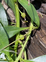 Myoporum acuminatum