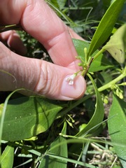 Myoporum acuminatum