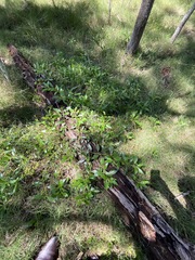 Myoporum acuminatum