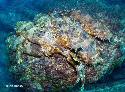 Ornate wobbegong (Orectolobus ornatus) — Orectolobidae — 3