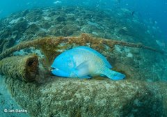 Choerodon schoenleinii