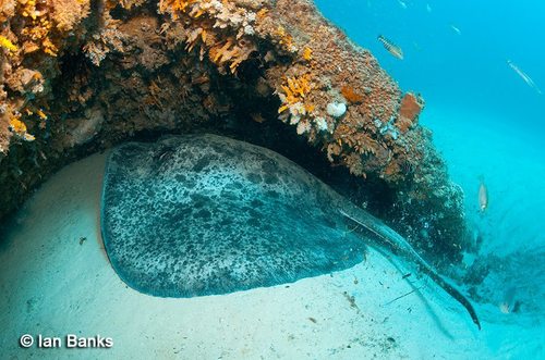 Blotched Fantail Ray, photo 7 of 10