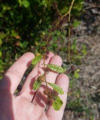 Triumfetta semitriloba