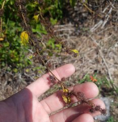 Triumfetta semitriloba