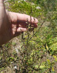 Dicliptera sexangularis