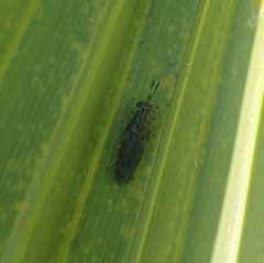 Hermetia sexmaculata