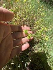 Chenopodium robertianum