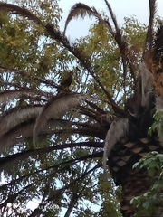 Parabuteo unicinctus