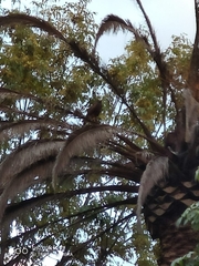 Parabuteo unicinctus