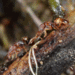 Strumigenys perplexa