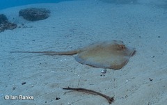 Hemitrygon fluviorum