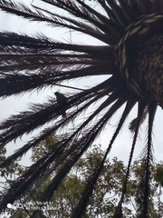 Parabuteo unicinctus