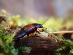 Tachinus fimbriatus