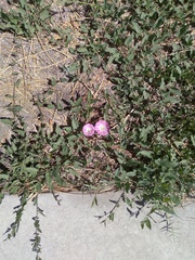 Convolvulus arvensis