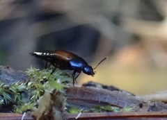 Tachinus fimbriatus