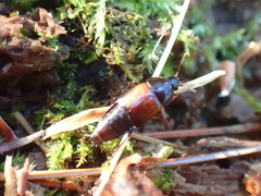 Tachinus fimbriatus